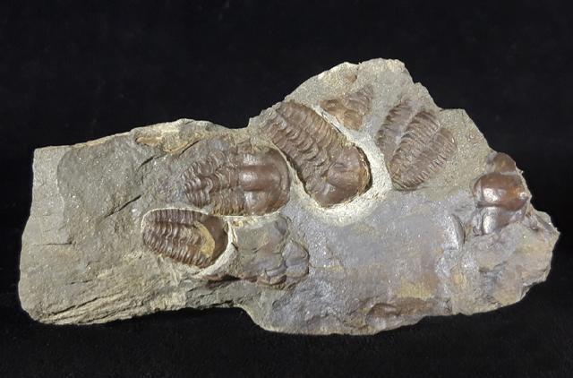 Ellipsocephalus hoffi (SCHLOTHEIM 1823) - Bild © FossNet FossilienStore